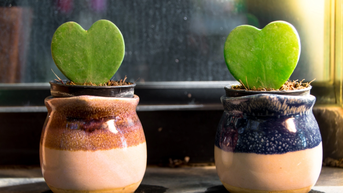 Sustainable wholesale cling film trends